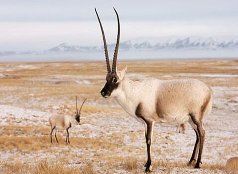tibetan-antelope